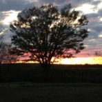 フィールド・オブ・ドリームス　　乳と蜜の流れる地