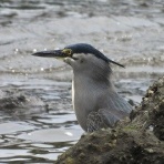 東京港野鳥公園　レンジャーブログ