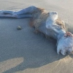 【画像】海岸に謎の生物が流れ着いてるんだがｗｗｗｗｗｗｗｗｗｗｗｗ