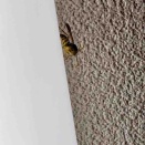 フタモンアシナガバチの第一王子（2025/12/26）