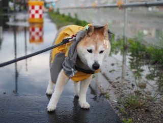 ゲリラじゃないけど雷雨きた…