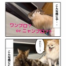 犬と仲良く遊べる猫 います！