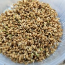 お米づくり🌾　2026