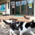 「あっちで猫の集会やってるニャン」と猫に言われたので付いて行くと、沢山の猫達が出迎えてくれた！