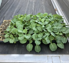 最近の畑の様子 ソラマメ、初夏採りキャベツ植付け