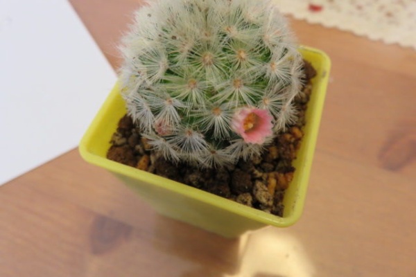 ナス科の地上絵 マミラリア Mammillaria ｓｐｐ