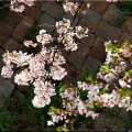 4/6(月)〝竹ヶ端運動公園〟〝集会所裏水呑川土手〟サクラ並木の散策(^.-)☆(15)