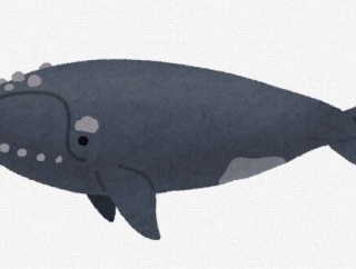 和名は「サッポロクジラ」　札幌市で発見されたクジラの化石、新属新種と判明