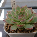 タニクカカリ。