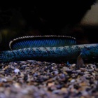 『7月5日(金)熱帯魚入荷情報①🐟』の画像