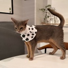 わか坊、ネックカラーの練習をする