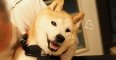 シニア犬貫太の足拭きタオル