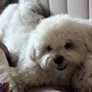犬と散歩に行く時間になった。散歩は好き、でもハーネスは… → 犬こうなっちゃう…