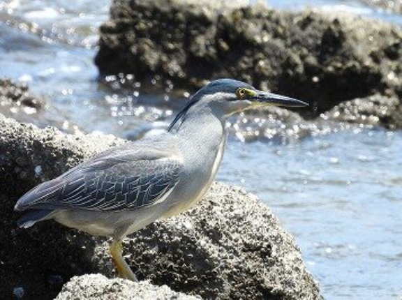2026年6月17日の野鳥公園