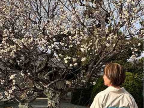 早咲きの白梅が満開でした