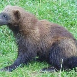 『他是不有吾：100年ぶりのクズリ』の画像