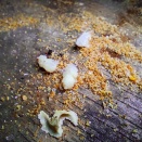 ミツバチの蛹？