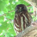 2026天然記念物大銀杏でアオバズクを撮る5🦉📸（足利市鑁阿寺）