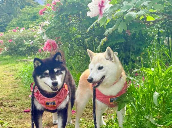 今年も咲いた牡丹と、ちょっと調子に乗っている私