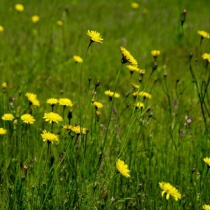 花ずかん速報 ハナソク
