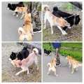 秋田のコマちゃんチカちゃん