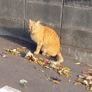 また...また...また...🐈”にゃんこ”編＠気まぐれ朝散歩