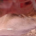 【警告】研究者「マウスを”絶対に寝せない”ようにしたらどうなるんやろ…？」→ 結果がグロすぎる