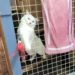 みにみゅう　猫の飼い主さん募集中　