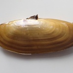 図鑑を作る（二枚貝編）