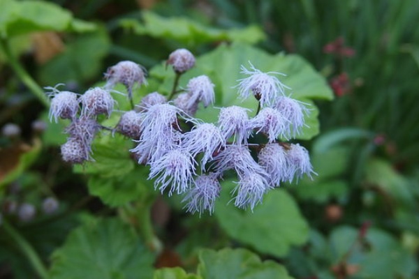アゲラタム 花信風 季節からのたより アゲラタム 花信風 季節からのたより