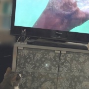 テレビが好きな猫と薬を飲まされるのが嫌いな猫