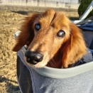 ボクの散歩はカートがいいで。