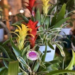 ACTIS FLOWER＆GARDEN GREEN　　プチ*フルール