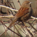 今年度の最終日に思ふ