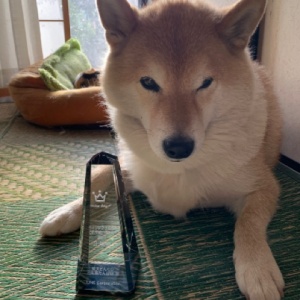 ついに海外進出 ドヤ顔柴犬どんぐり あわわの行方は 柴犬どんぐり三毛猫たんぽぽ Powered By ライブドアブログ