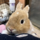 おっとり美男子うさちゃんのご紹介♪