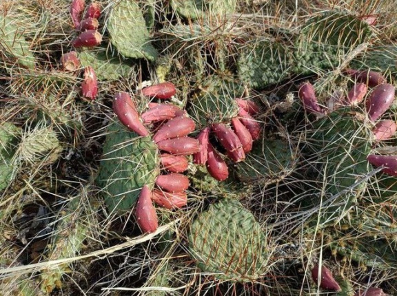 海外「異質な侵略的外来種といえば何？」アメリカ「日本の葛だな」