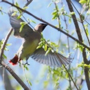 ヒレンジャク・ベニマシコ