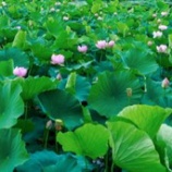 『福島県支部創建』の画像