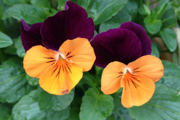 カムとキクタンの大満足時代 スミレ科の多年草