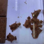 大型熱帯魚屋  ZEEBRA