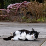 猫写真家・沖 昌之のブログ　野良ねこちゃんねる。　