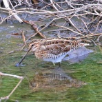 野鳥の観察を都内で