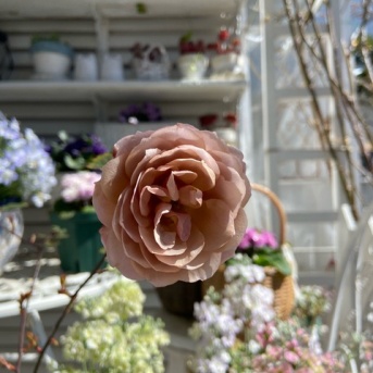 ＊バラ接木教室から9ヶ月花が咲きました＆小屋と琺瑯