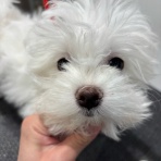 静岡県伊東市 ワンラブ カインズ伊東店 スタッフブログ