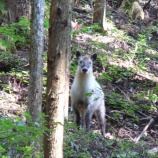『こんな石を見かけました。』の画像