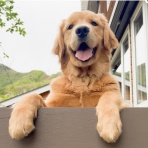 ボルゾイ暮らしトコトコ新聞2025