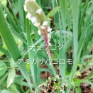 白いかわいい姿の虫