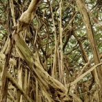 ハワイ島でハワイ気分♪byﾊﾜｲ情熱星空ﾂｱｰｽﾞ