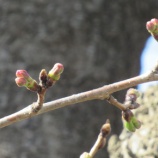 『サクラの花もカウントダウン』の画像